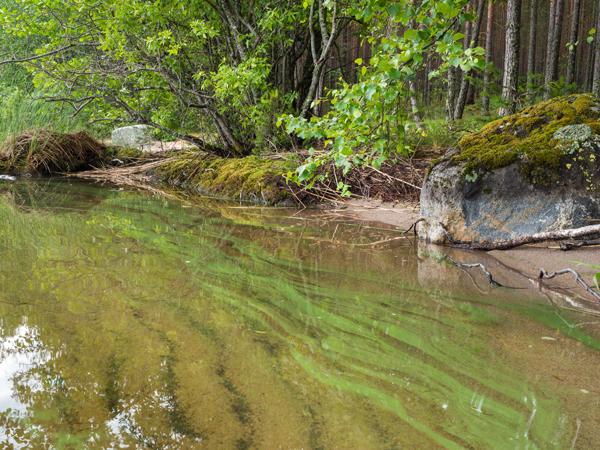 Grünlicher, schleimiger Belag an der Wasseroberfläche